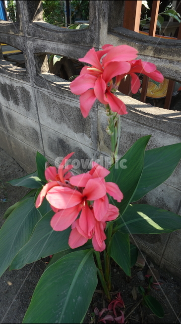 꽃,nature,blossom,flower,야외