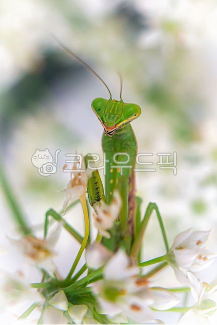 chive flower,affix,insect,mantis,flower