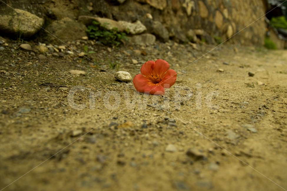 능소화,낙화,화,꽃,플라워,감성사진,flower,감성,사랑,애절함,애원,기다림,식물,자연,plants,nature,꽃,flower