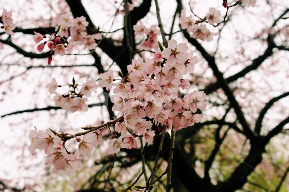 plant,식물,flower,꽃,blossom,식물,자연,plants,nature,꽃,flower