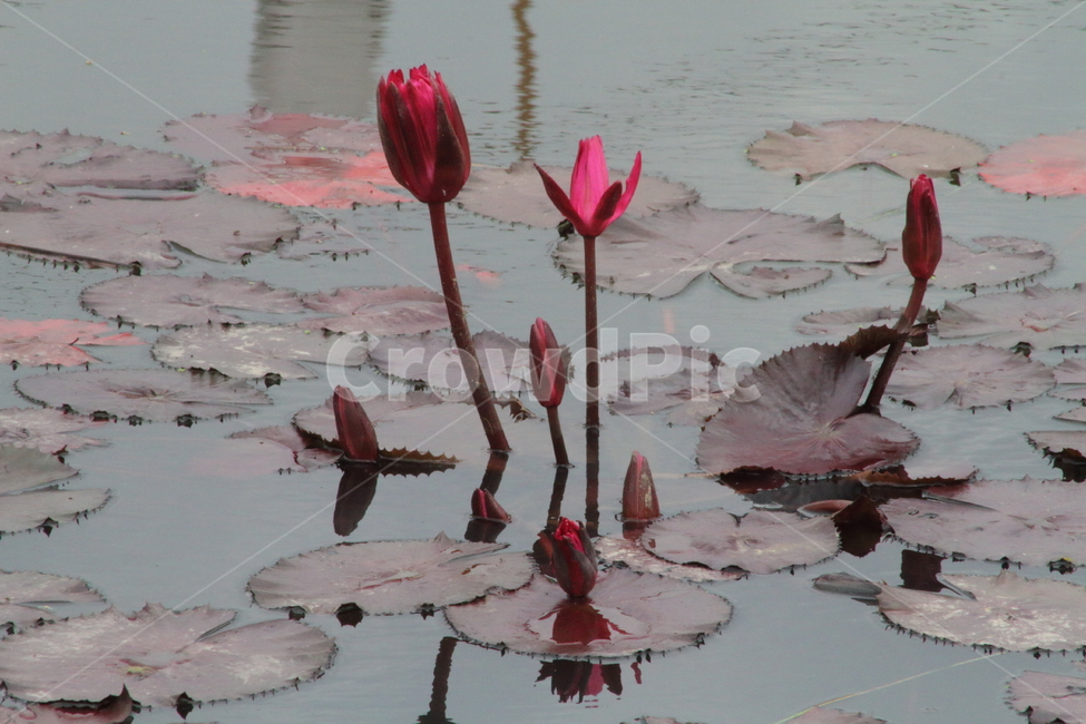 연,수련,수생식물,꽃,waterlily,식물,자연,plants,nature,꽃,flower