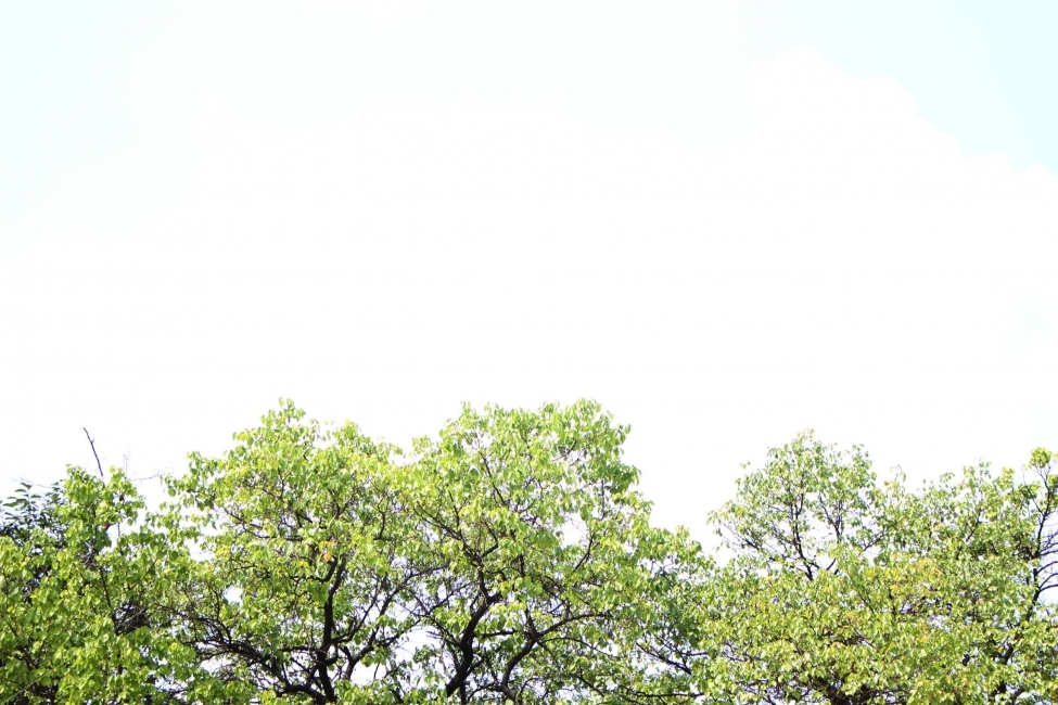 하늘,나무,식물,자연,야외,공원,정원,풍경,초록색,잎,자연,풍경,nature,landscape,tree,plant,tree trunk,나무 줄기