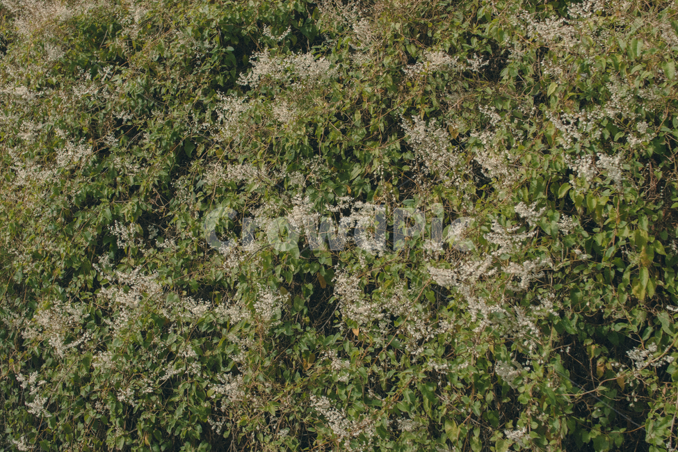 plant,식물,꽃,초록,자연