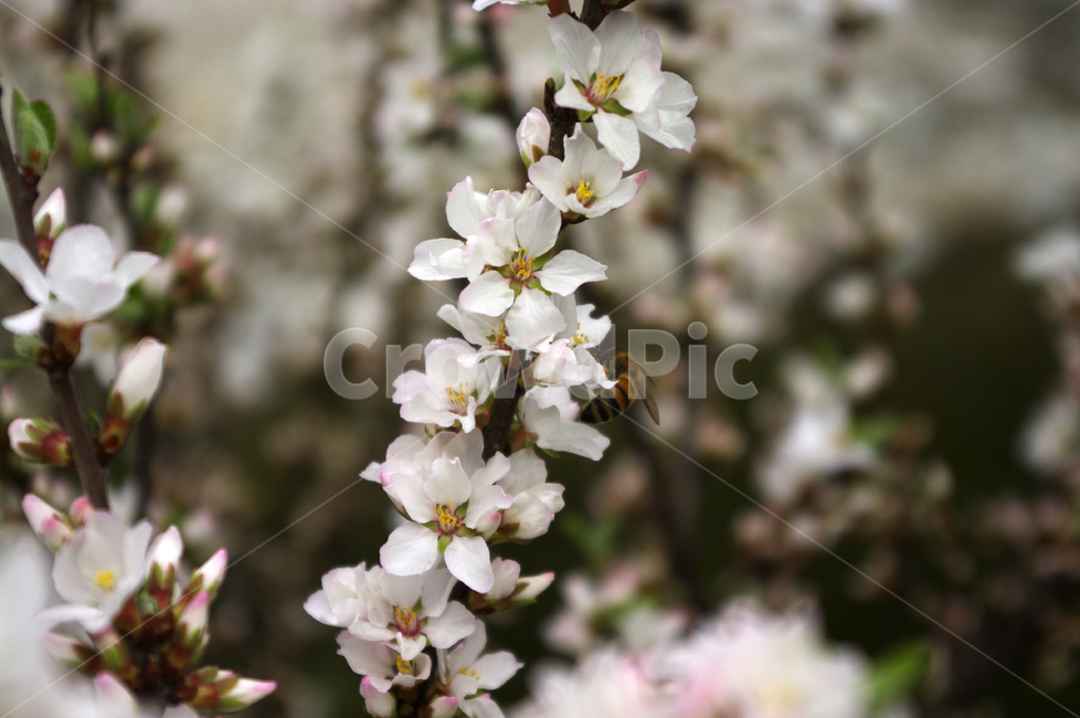 앵두꽃,꽃,flower,식물,plant,식물,자연,plants,nature,꽃,flower