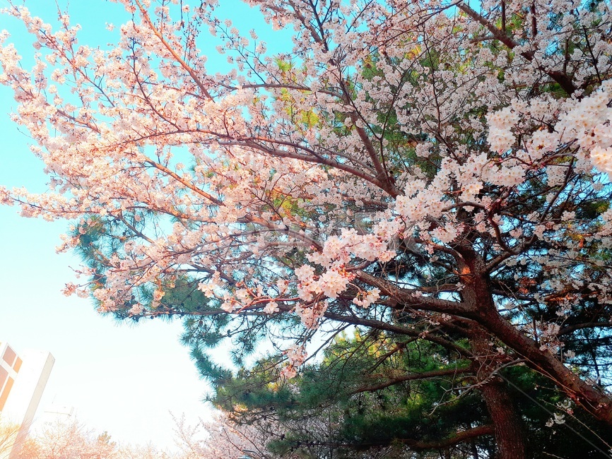 벚꽃,꽃,봄,벚나무,분홍