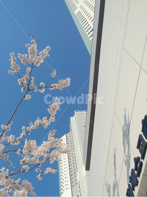 벚꽃,벚꽂아파트,식물,plant,blossom,꽃,koreatree,cherryblossoms
