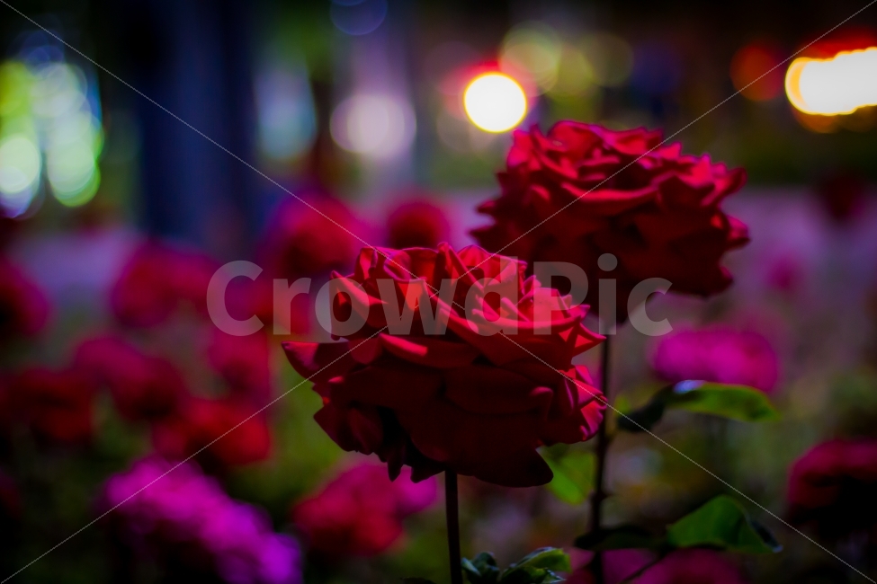 장미,꽃,감성사진,사랑,장미꽃,데이트,감성,장미공원,flower,rose,love,식물,자연,plants,nature,꽃,flower