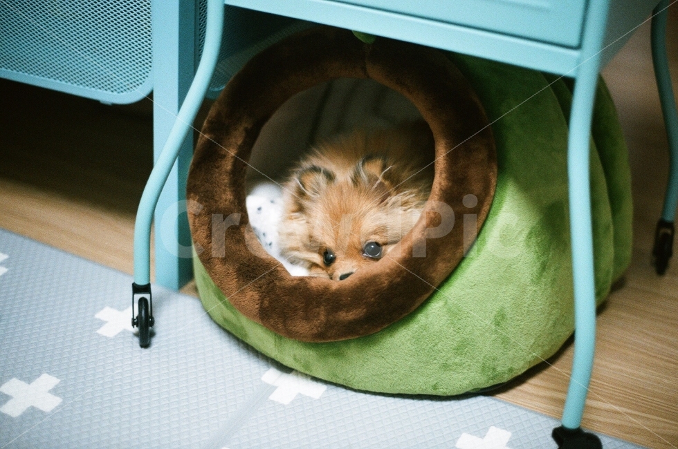 강아지,포메라니안,반려견,필름사진,감성사진,귀여운,사랑스러운,가족,동물,아날로그,dog,pomeranian,film,filmphoto,cute,lovely,animal,family,analog,동물,animal,포유류,mammal,개,강아지,dog,doggy