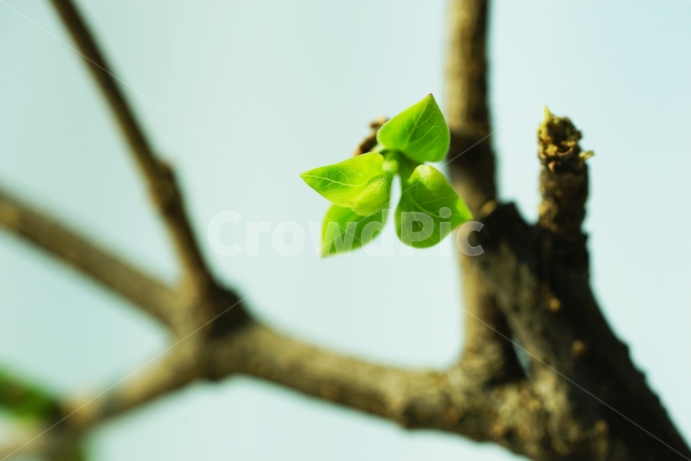 새순,새잎,새이파리,라일락,나뭇가지,나무가지,식물,자연,plants,nature