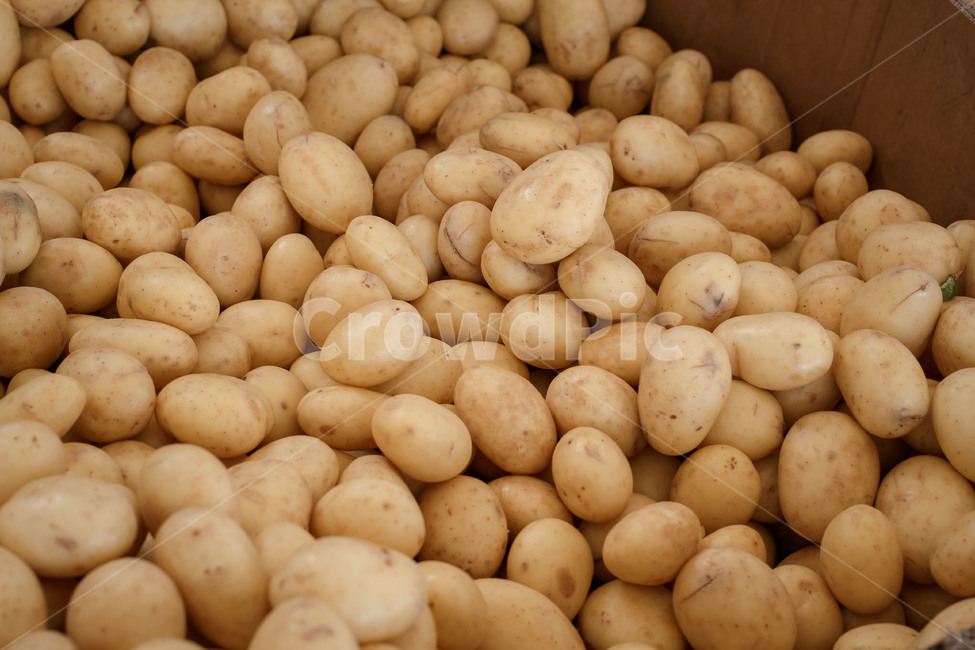 감자,야채,채소,반찬,시장,농작물,농산물,포테이토,potato,vegetable,market,harvest,eco,친환경,채소,야채,vegetables