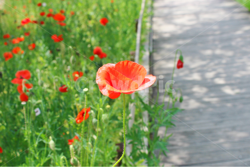 양귀비,꽃,자연,빨강,감성사진,red,flower