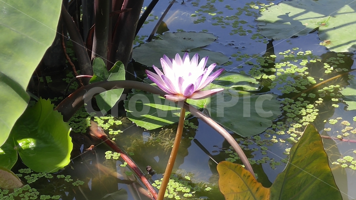 꽃,연근,만남,연꽃,여름,연잎,자연,자주색,힌색,식물,자연,plants,nature,꽃,flower
