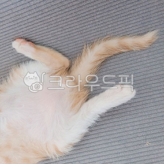 Pets,kitten,cats paw,cat tail,cat,pet