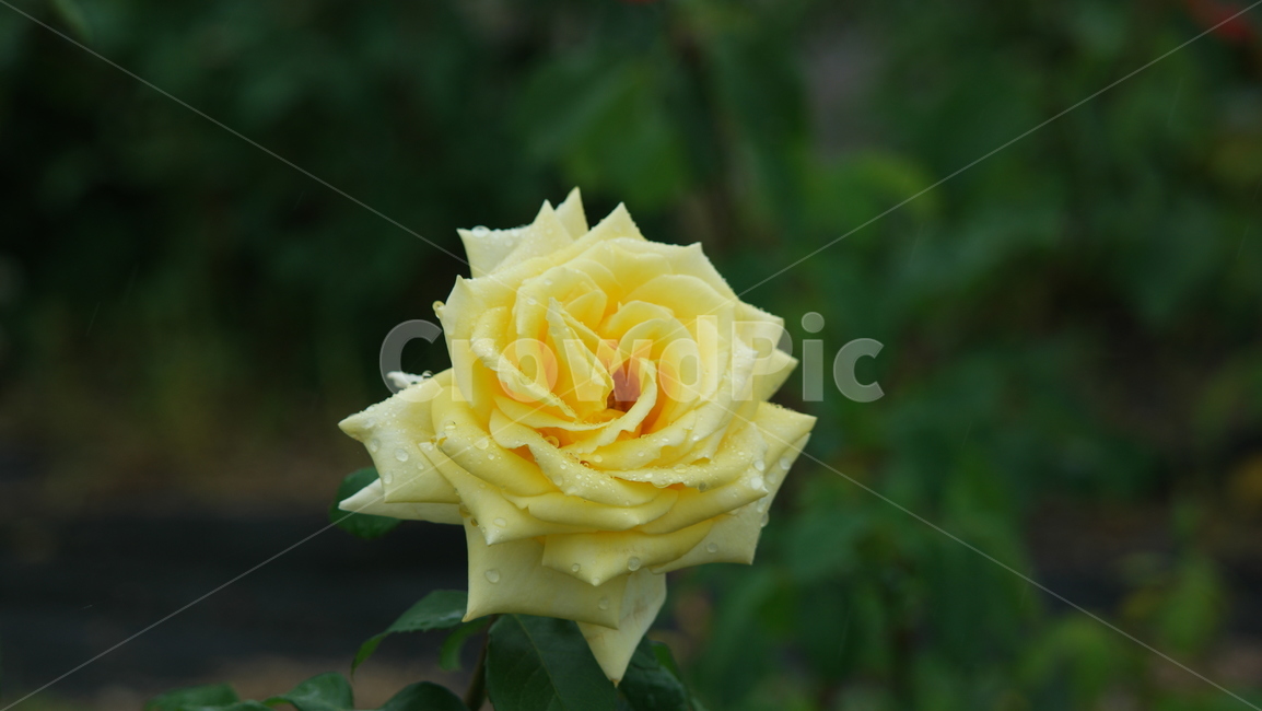 장미,장미원,장미꽃,로즈,로즈가든,식물,자연,plants,nature,꽃,flower