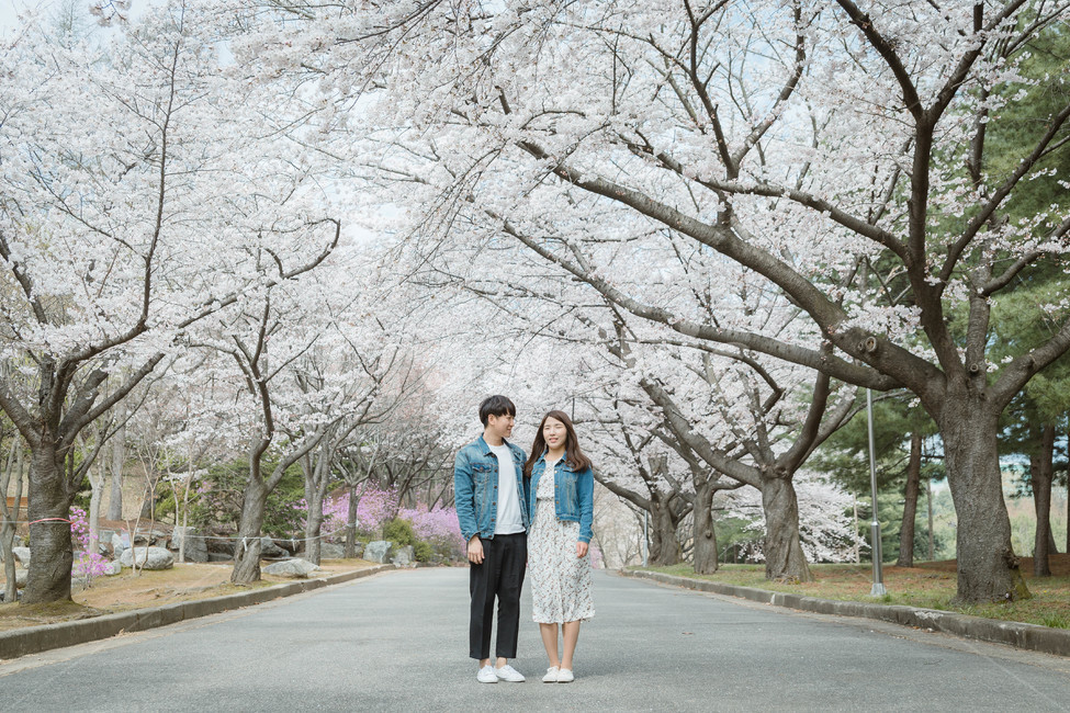 커플,부부,couple,봄,벚꽃,봄,계절,spring,season,사람,인물,인간,human,person,연인,커플,사랑,lover,couple,plant,식물