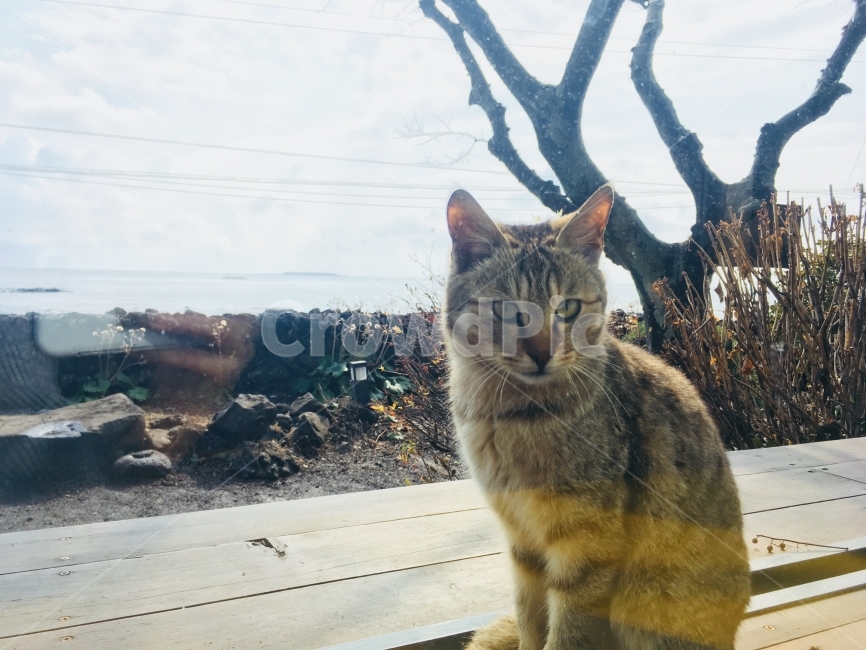 고양이,동물,반려동물,길냥이,호랑이,동물,animal,포유류,mammal,고양이,cat,kitten,kitty