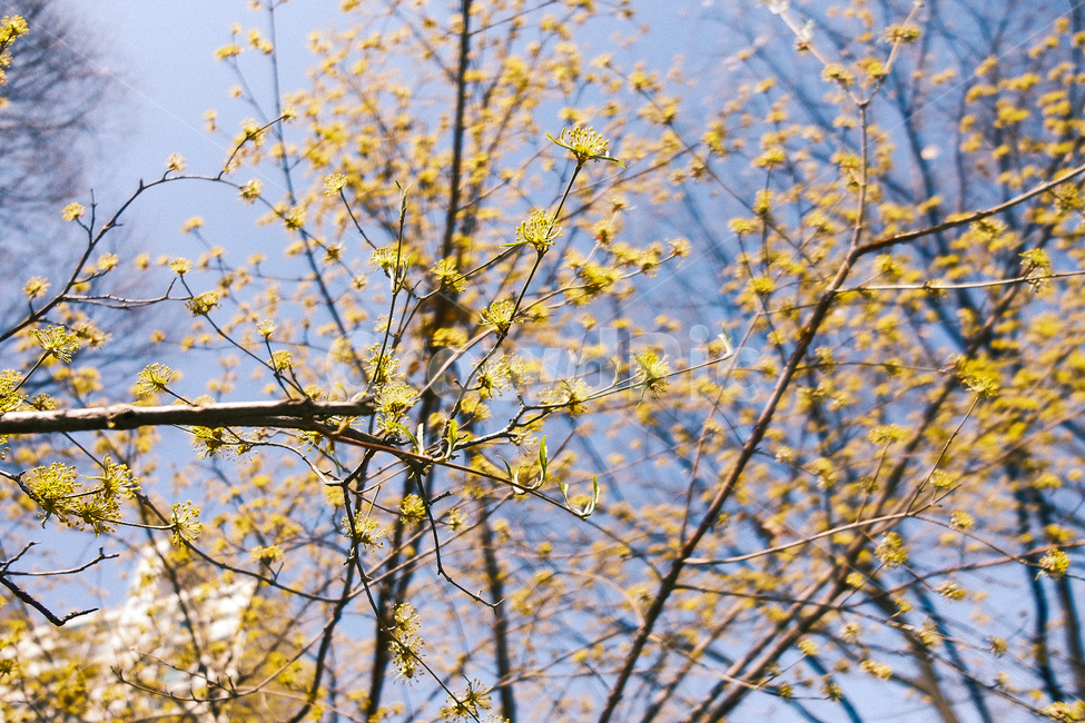 식물,나무,tree,plant,꽃,노란꽃