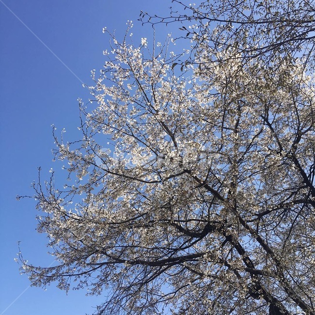 벚꽃나무,하늘,벚꽃,꽃,꽃송이,봄,cherryblossoms,sky,spring,맑은날씨