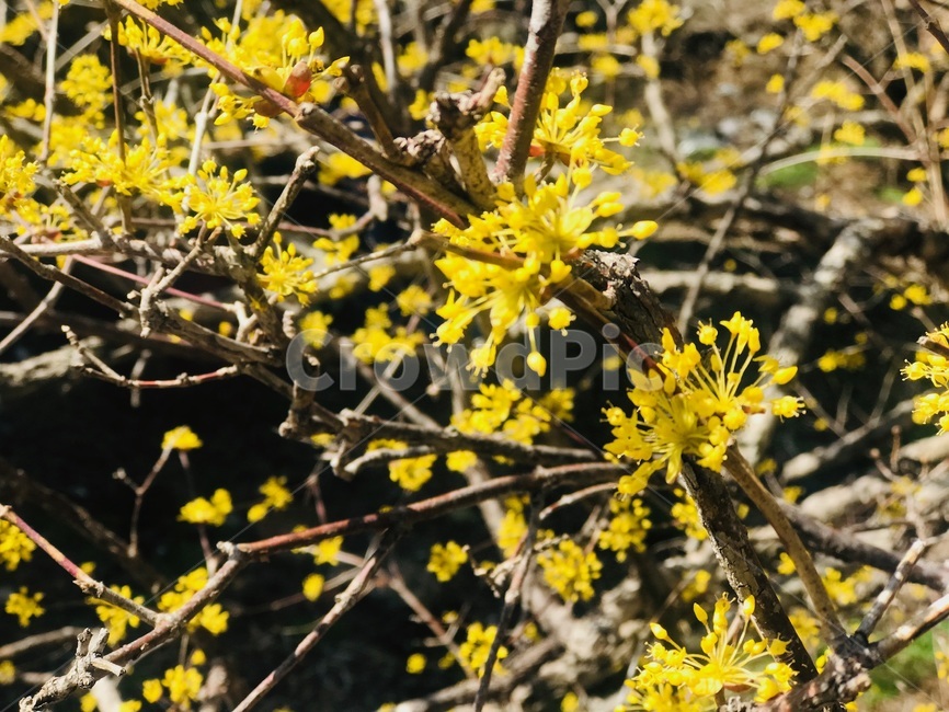 산수유,꽃,봄,식물,plant,flower