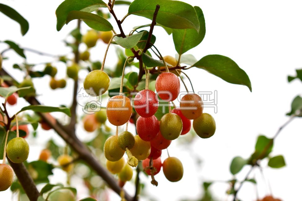 japanesesilverberry,Fruit,fruit,elaeagnustypica,oleaster,food,Bodhi tree fruit,ripening,elaeagnusumbellata,plant,linden tree,ripe,fresh