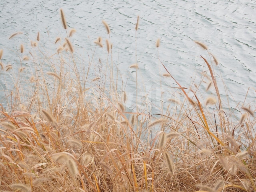 갈대,호수,산들산들,가을,낙엽,자연,풍경,nature,landscape,가을,계절,fall,autumn,season,plant,식물,grass,잔디,lawn,reed
