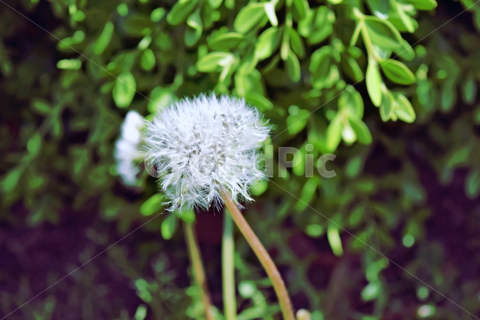 꽃,민들레,민들레씨,씨,자연,풍경,초록,봄,여름,식물,자연,plants,nature,꽃,flower