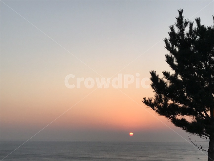 일출,새해,바다,새벽,아침,자연,풍경,nature,landscape,tree,나무,plant,식물