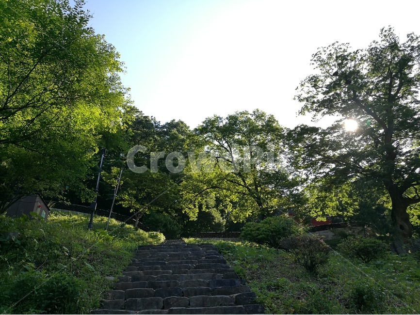 여름,신록,아침,칠갑산,녹색,야외,자연,휴식,힐링,자연,풍경,nature,landscape,휴식,힐링,rest,relaxation,healing,walkway,보도,path,통로,outdoors,옥외
