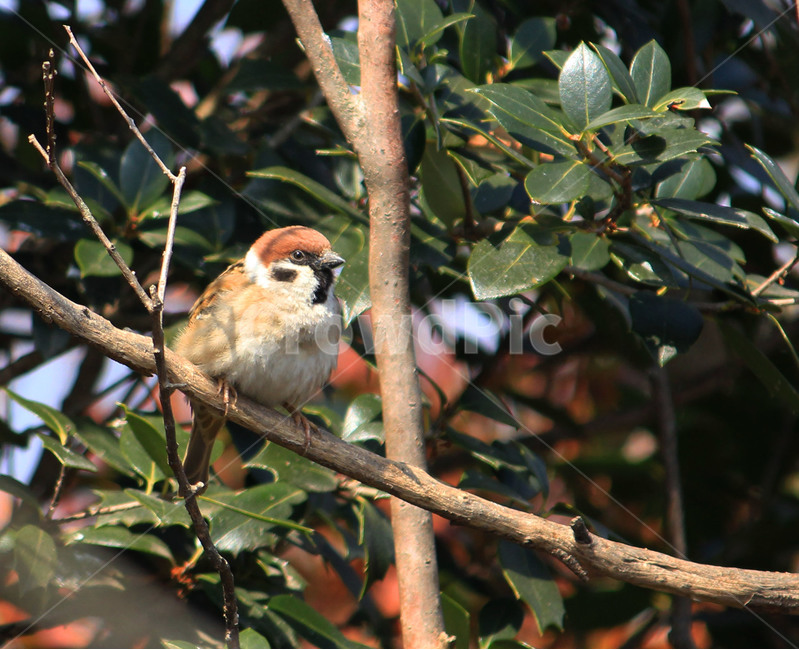 참새,새,나무,자연,동물,한마리의새,조류,동물,animal,조류,새,birds