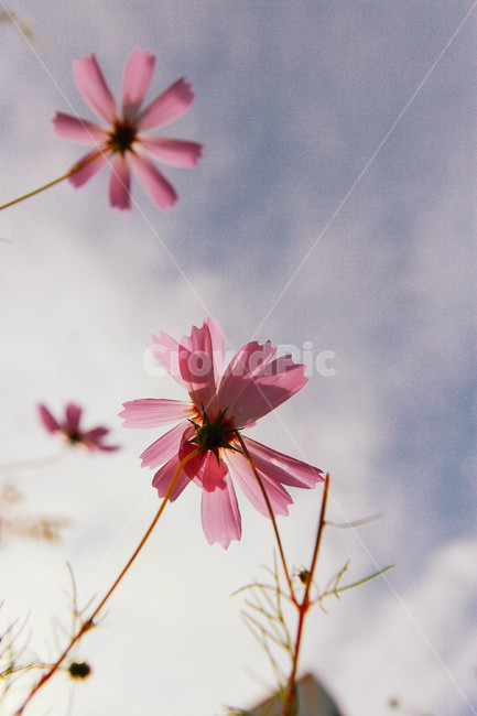 식물,꽃,코스모스,flower,핑크,감성,가을,계절,fall,autumn,season,plant
