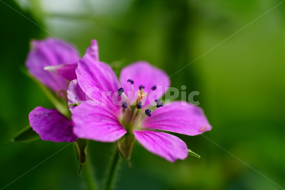 쥐손이풀,꽃,플라워,가을꽃,가을,autumn,fall,식물,plants,flower,closeup,접사,자연,nature,꽃사진,9월,September,식물,자연,plants,nature,꽃,flower