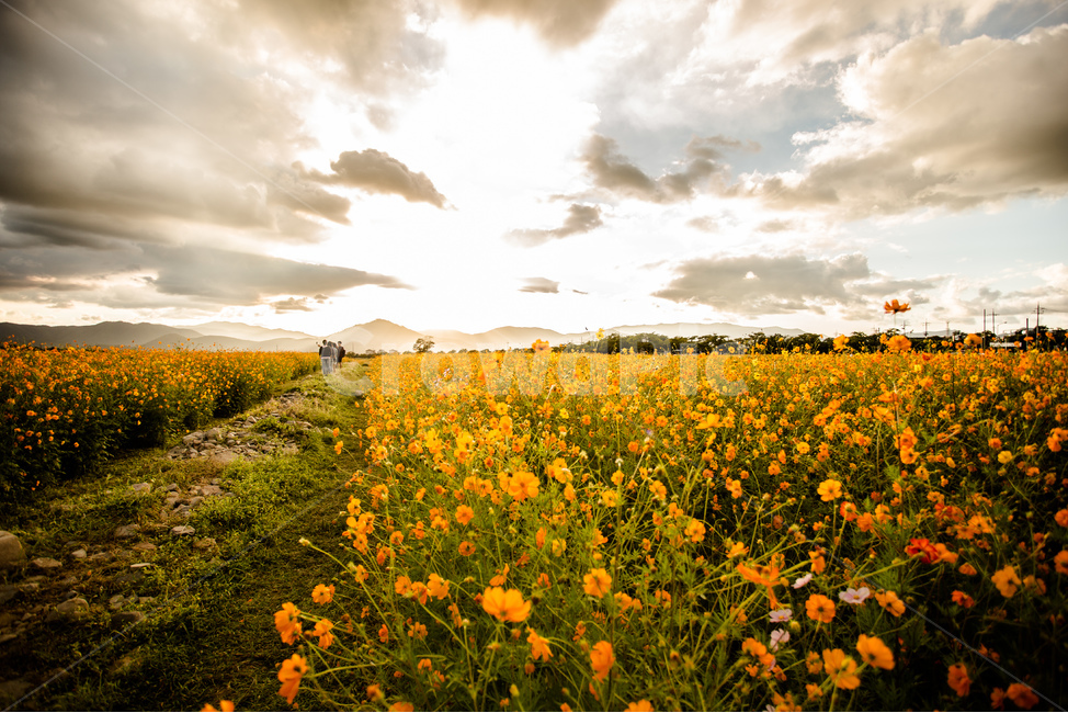 노을,풍경,들판,코스모스,하늘,경주,구름,자연,풍경,nature,landscape,식물,plants,꽃,flower,grassland,목초지,field,들,outdoors,옥외,rural,농촌,farm,농장,meadow
