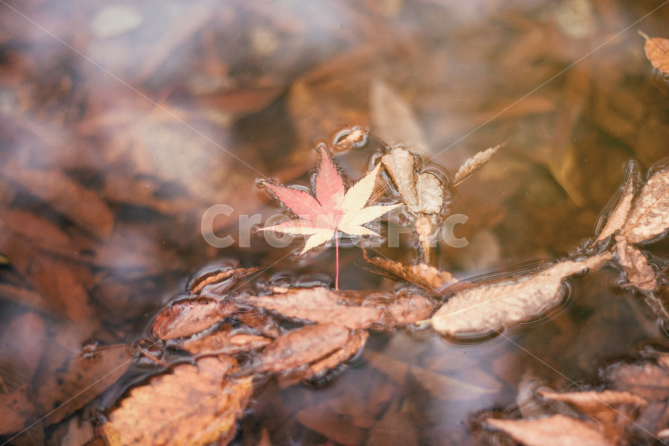 가을,나무,단풍,계절,자연,풍경,단풍나무,낙옆,단풍잎,fall,autumn,seasons,maple,nature,landscape,tree,연못,물,계울,water,pond,가을,계절,fall,autumn,season,감성,sensible,feeling,plant,식물,leaf,잎