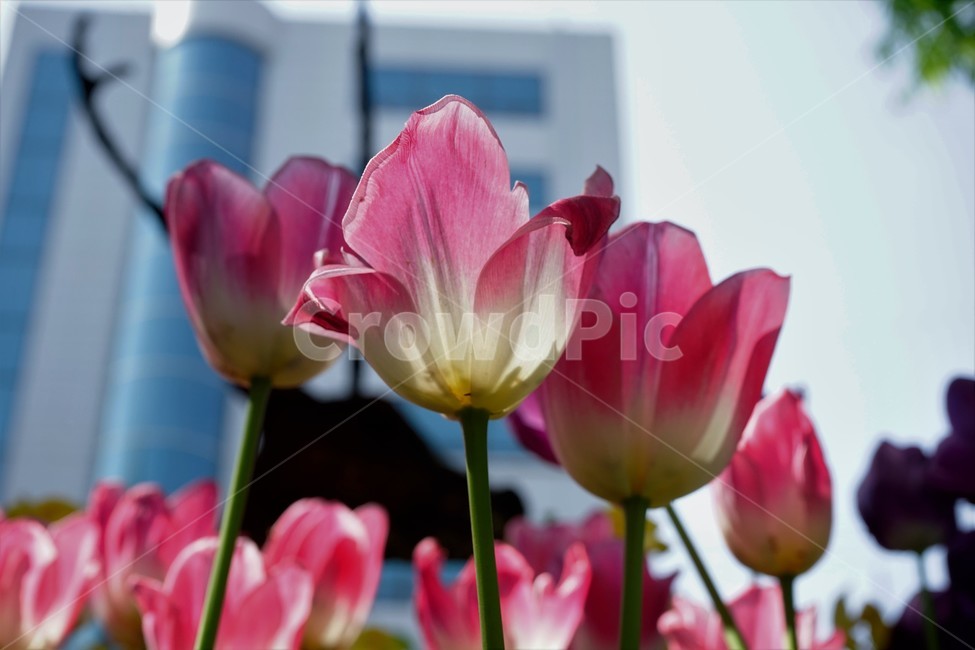봄,봄꽃,화사함,자연,행복,힐링,bloom,colorful,floral,flower,gardenflowers,happymind,life,nature,plant,spring,식물,자연,plants,nature,꽃,flower