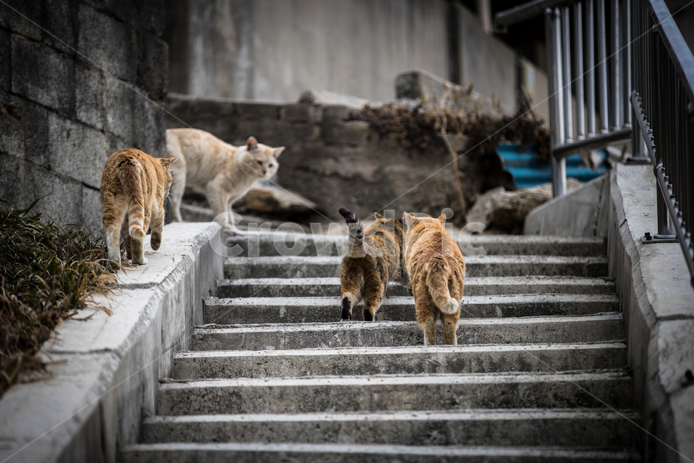 town,stairs,several,tabby cat,shabby,cute,outdoor,stray cat,swarm,outdoors,to home,cat,Street