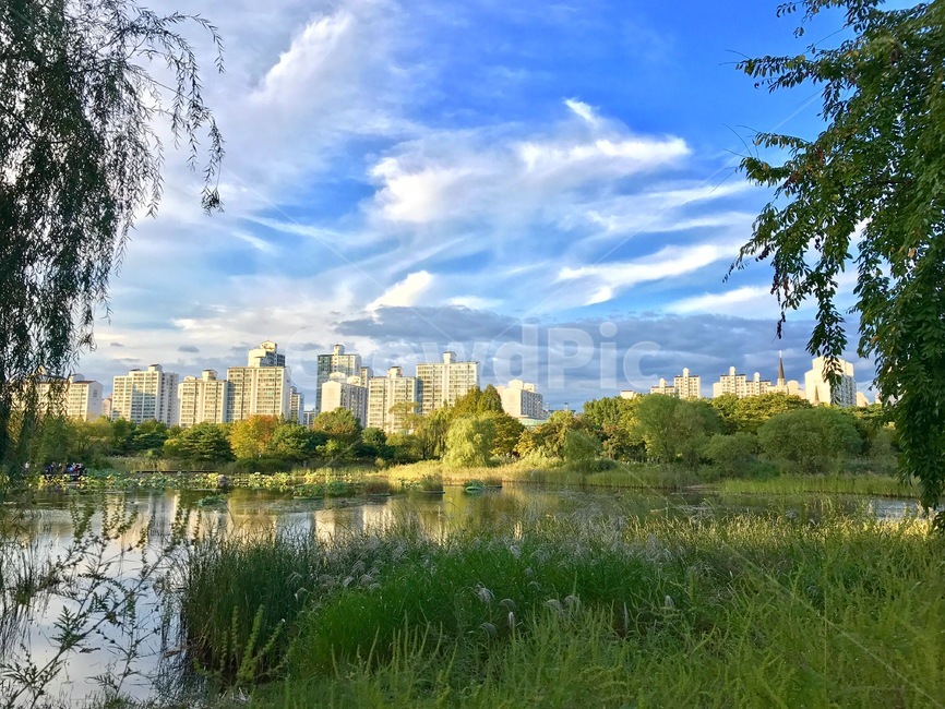 공원,호수,자연,하늘,갈대,억세,풀,나무,도시,풍경,city,landscape,한국도시풍경,한국도시경관,korea cityscape,nature,outdoors,옥외,water,물,land,땅,grass,잔디,plant,식물