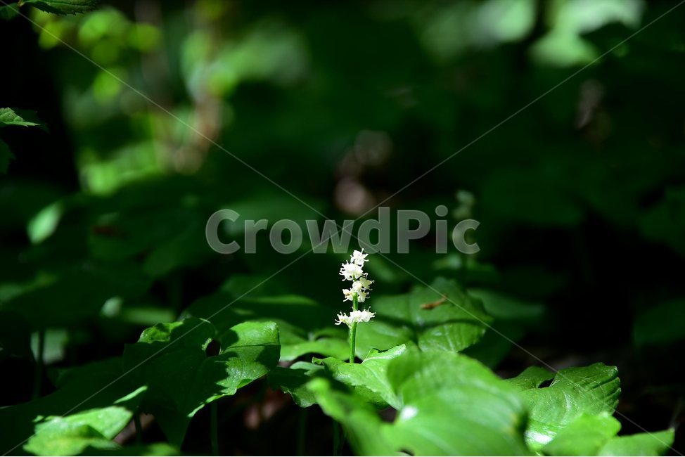 두루미꽃,야생화,꽃,식물,자연,생태,플라워,flower,plants,nature,식물,자연,plants,nature,꽃,flower