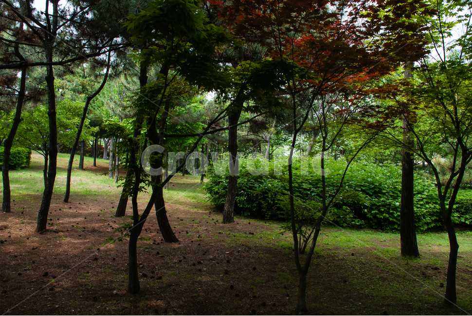 공원,나무,소나무,정원,숲,숲속,풀잎,잎,초록,자연,야외,파크,식물,조경,나뭇잎,맑은,힐링,휴식,캠핑,경치,풍경,봄,가을,환경,녹색,한적한,조용한,배경,산책,산책길,단풍나무,녹지공원,자연,풍경,nature,landscape,식물,plants,나무,trees,wood,outdoors,옥외,garden,arbour,정자