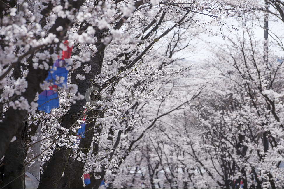 벚꽃,자연,풍경,청사초롱,봄,봄,계절,spring,season,식물,자연,plants,nature,꽃,flower,plant,outdoors,옥외