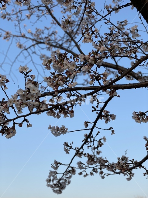 plant,식물,벚꽃,벚꽃나무,나무줄기