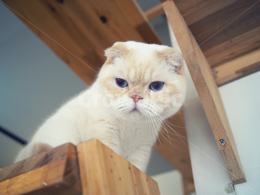 고양이,cat,동물,포유류,감성,코리안숏헤어,아련,귀여움,animal,스코티쉬폴드,스코티시폴드,동물,animal,포유류,mammal,고양이,cat,kitten,kitty