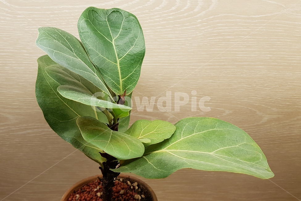 화분,꽃,나무,잎,그린,초록,인테리어,녹색,트리,식물,자연,plants,nature,실내용화초,화분,화초,house plant