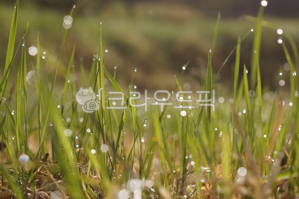이슬, 아침, 아침햇살, 숲풀, dew, 사진,이미지,일러스트,캘리그라피 - leeillhyung작가