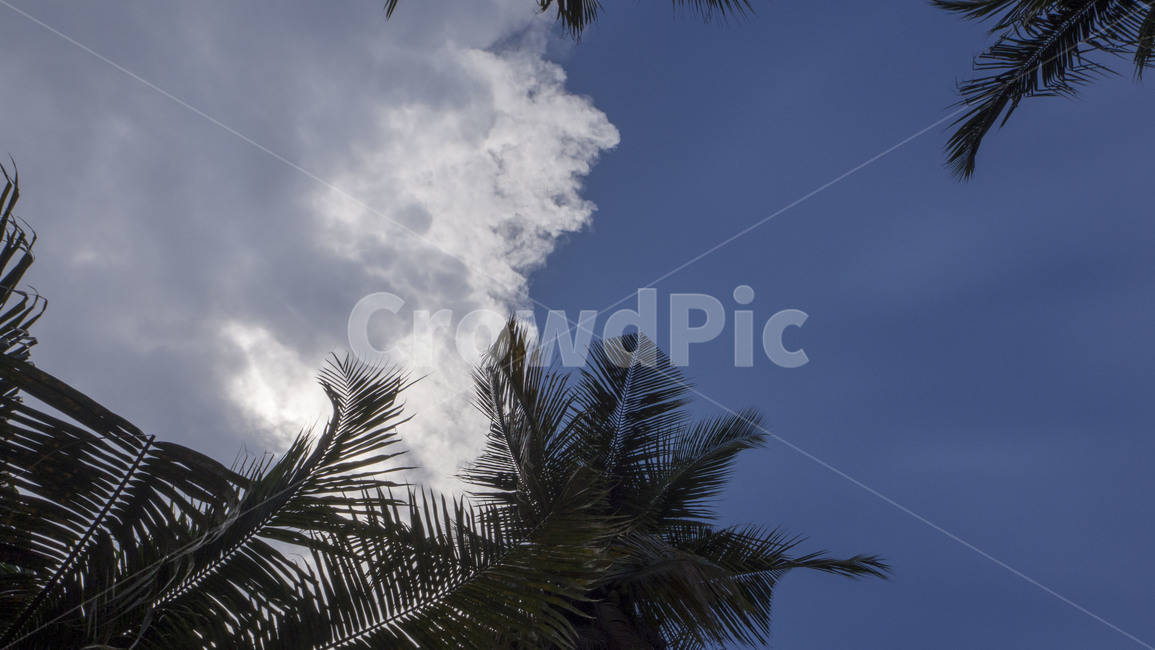 하늘,sky,구름,cloud,야자수,palmtree,맑은하늘,자연,풍경,nature,landscape,tree,나무,plant,식물