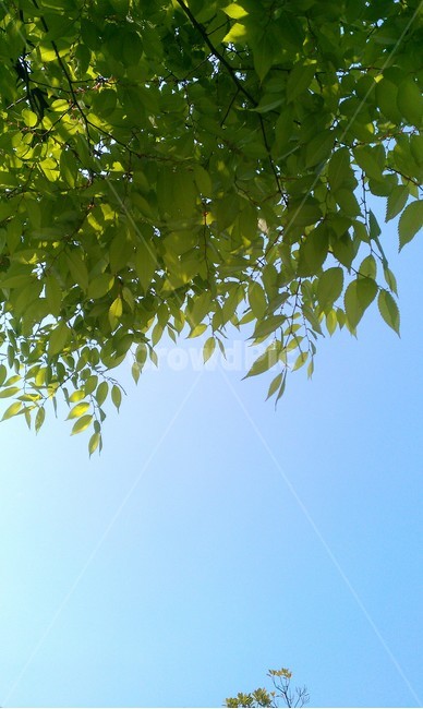 하늘,식물,잎,자연,sky,tree,plant,nature