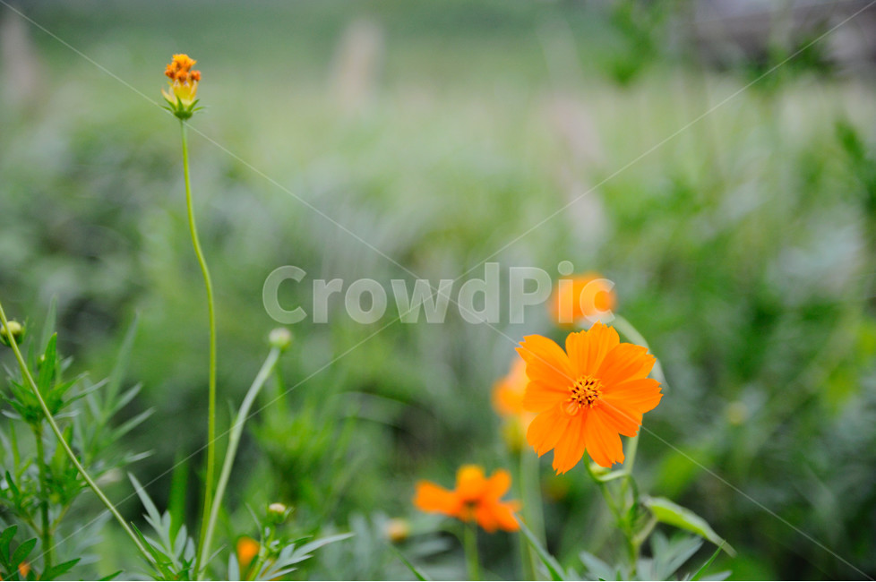 plant,식물,flower,blossom,꽃,petal,꽃잎,코스모스,cosmos,주황색꽃,식물,자연,plants,nature,꽃,flower