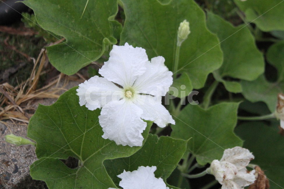 박꽃,꽃,식물,농촌풍경,flower,식물,자연,plants,nature,꽃,flower