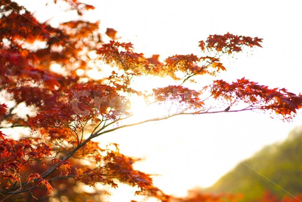 가을,단풍,단풍나무,자연,풍경,nature,계절,fall,autumn,season,가을,계절,fall,autumn,season,식물,자연,plants,nature,plant,leaf,잎,sunlight,햇빛