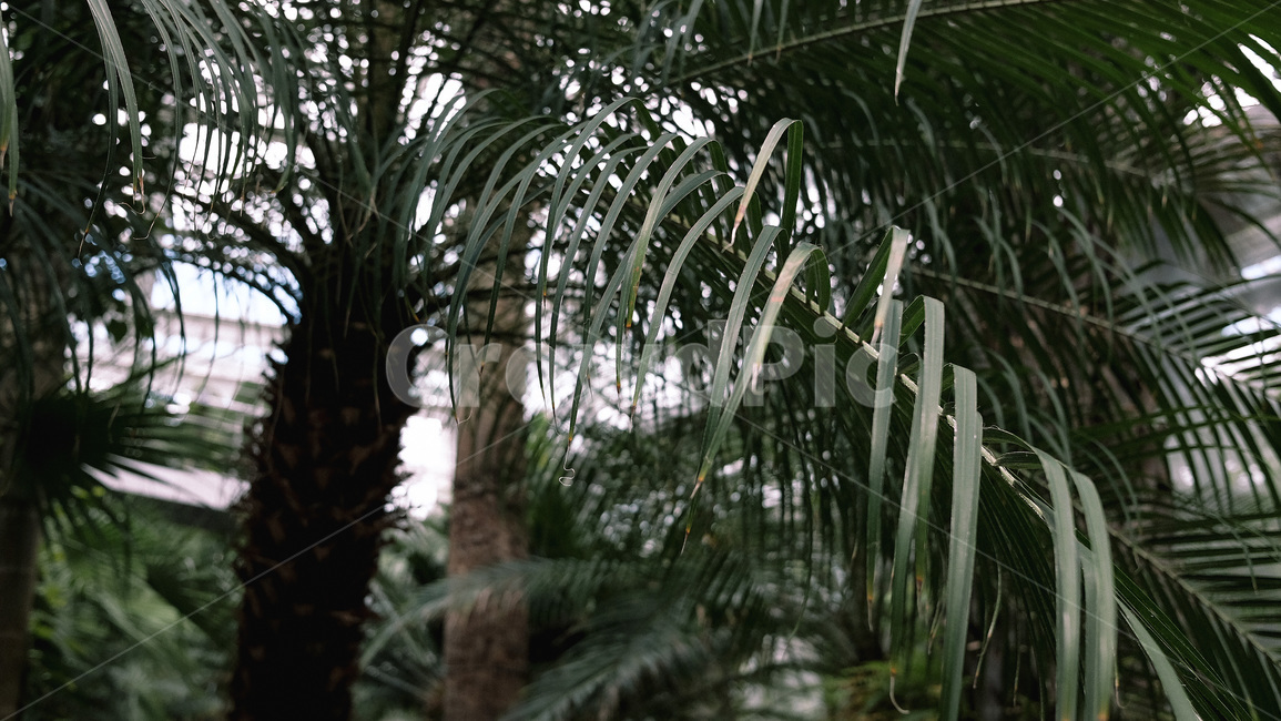 나무,식물,식물원,여름,경주,동궁원,야자나무,잎사귀,tree,palnts,summer,botanicalgardens,apalmetto,leaf