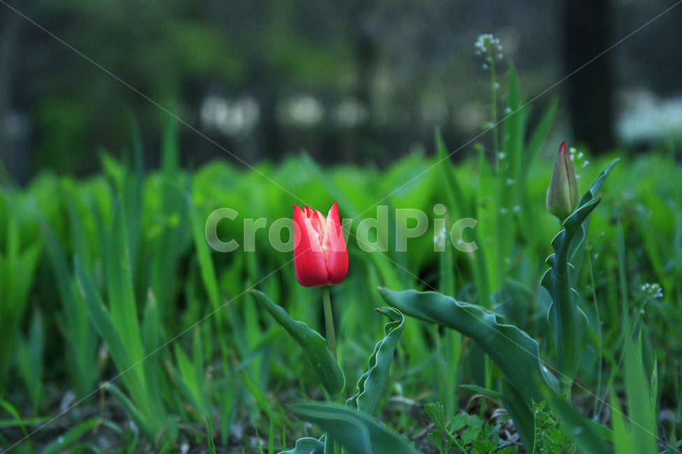 꽃,봄,서울숲,푸른,초록,숲,힐링,식물,자연,plants,nature,꽃,flower